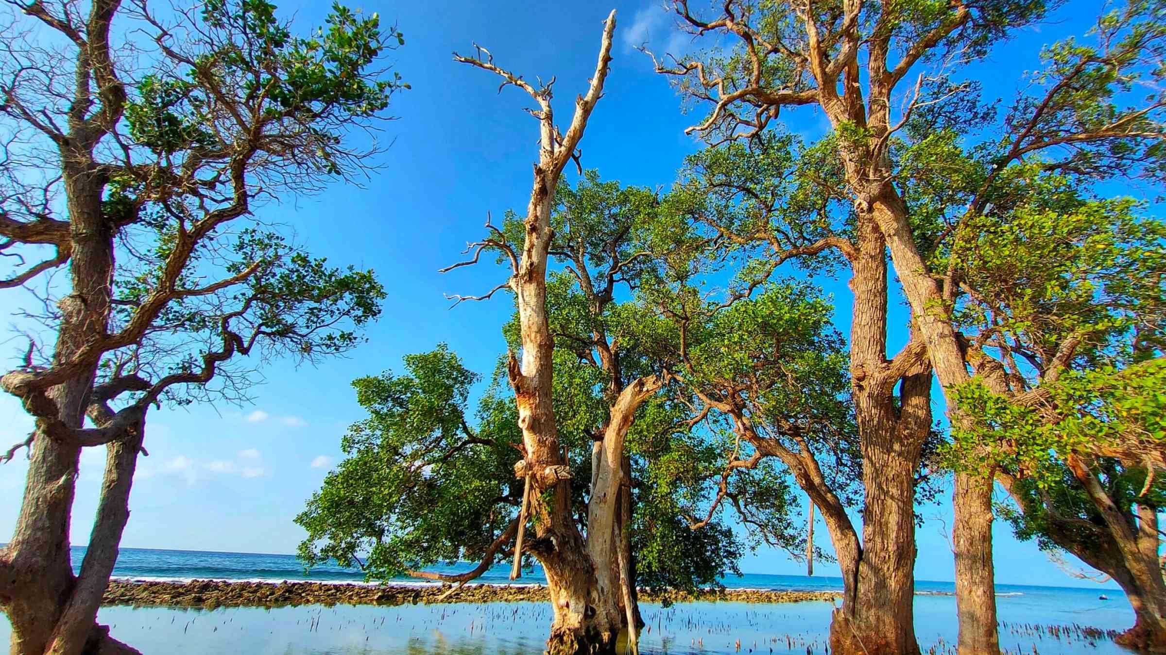mangrove trees that were hit by the Tsunami several years ago on a beach in the Aceh Indonesia